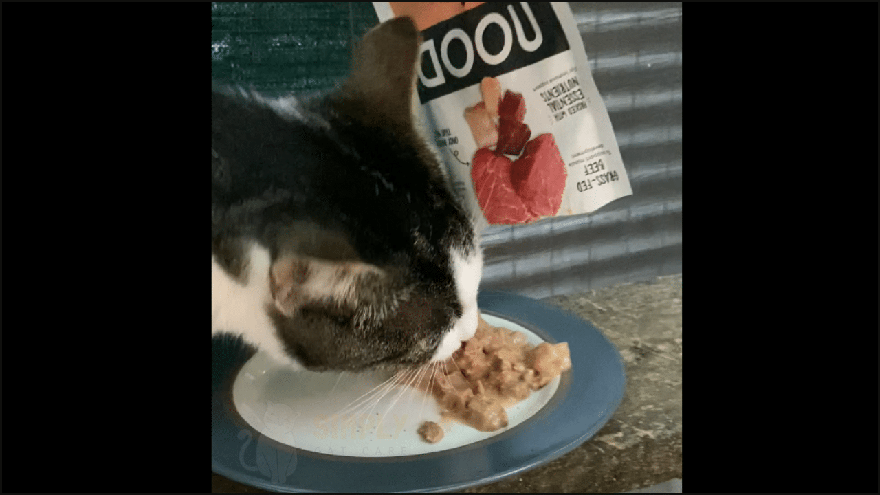 Honest Nood Cat Food Review In 2024 honest-nood-cat-food-review-in-2024