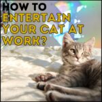 How to Keep Cats Entertained While at Work?