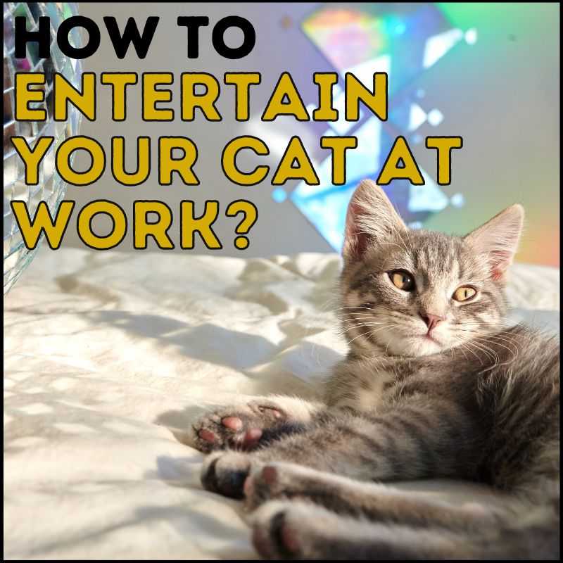 How to Keep Cats Entertained While at Work?