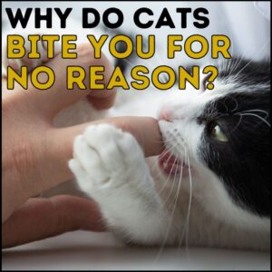 Who do cats bite their owners?