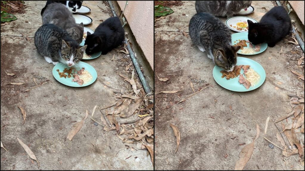 Our cats testing Weruva with a variety of cat foods to see what they liked best