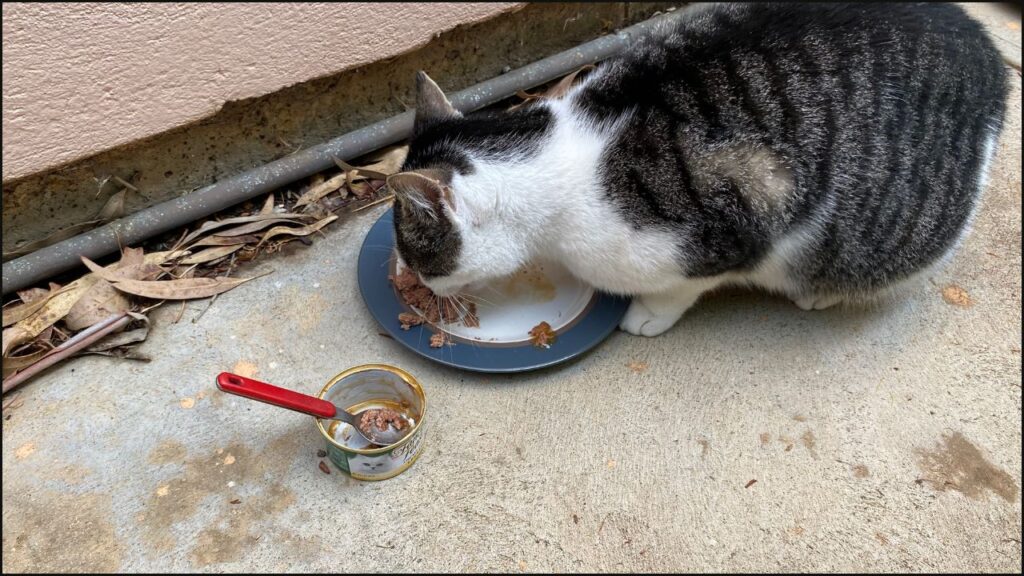 Our cat Felicia trying Fancy Feast Classic