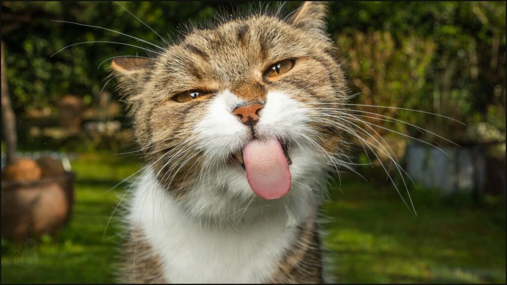 A cat poking his tongue out