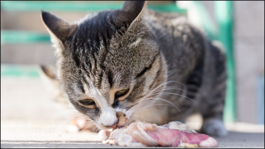 A cat eating meat