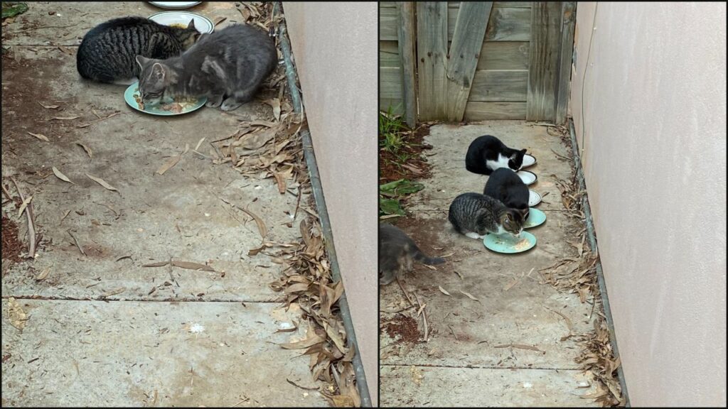 Our cats testing Weruva with a variety of cat foods to see what they liked best