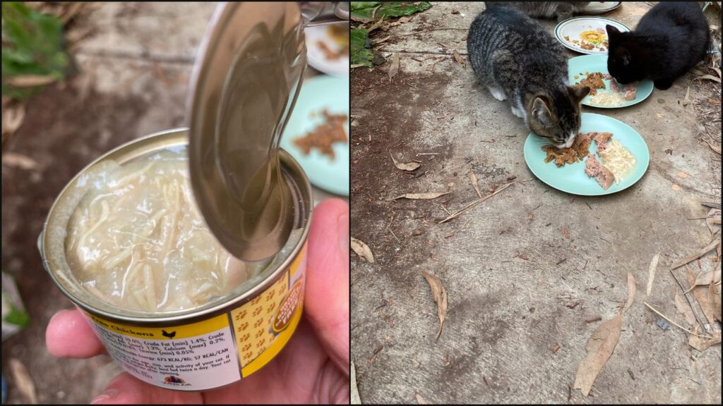Our cats trying Weruva cat food with other foods to see if they enjoyed it