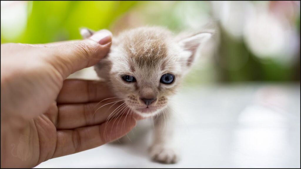 A kitten being petted