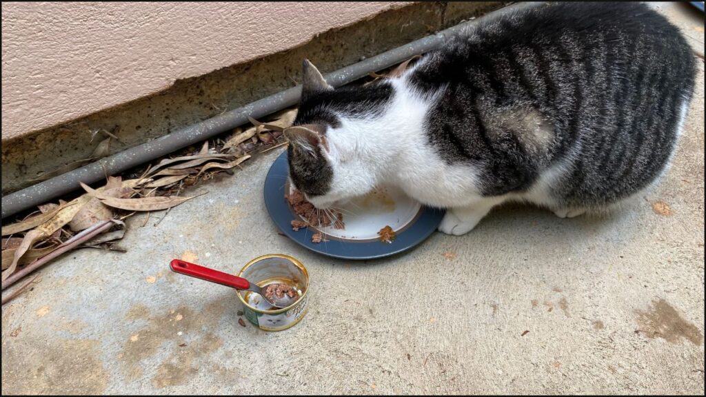 Our cat eating Fancy Feast