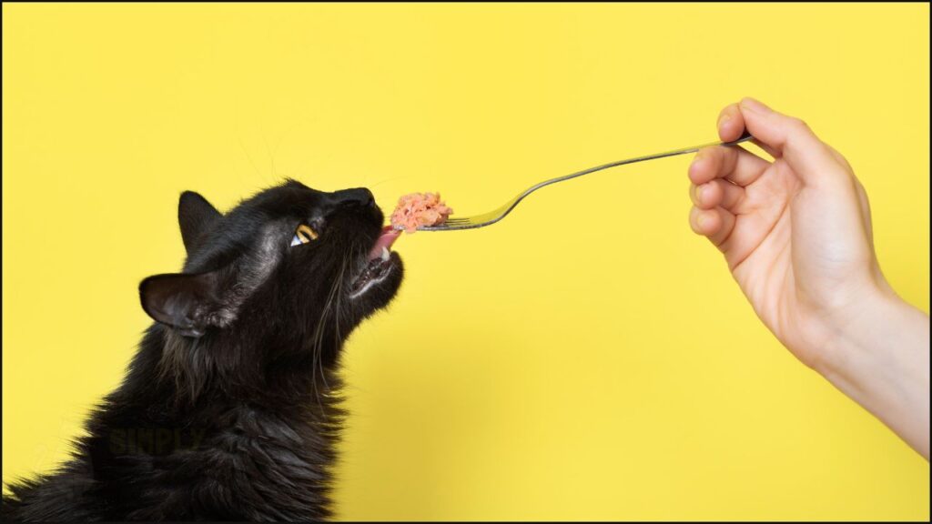 A cat being fed meat