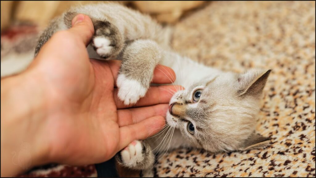 A cat biting a hand