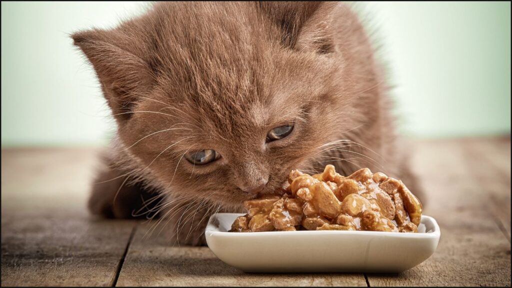 A kitten eating wet food