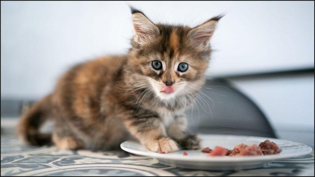A kitten eating wet food