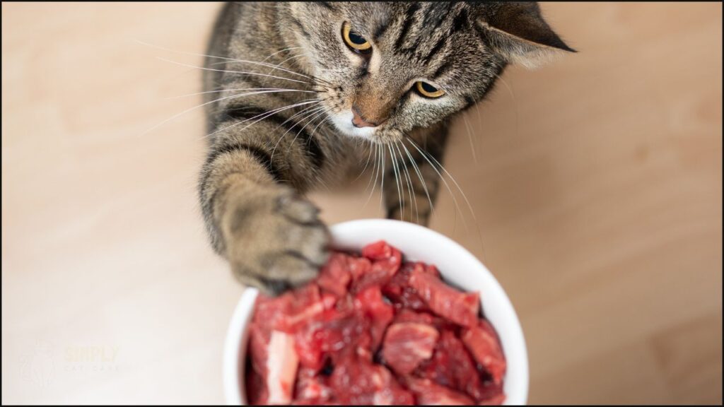 A cat with a bowl of meat