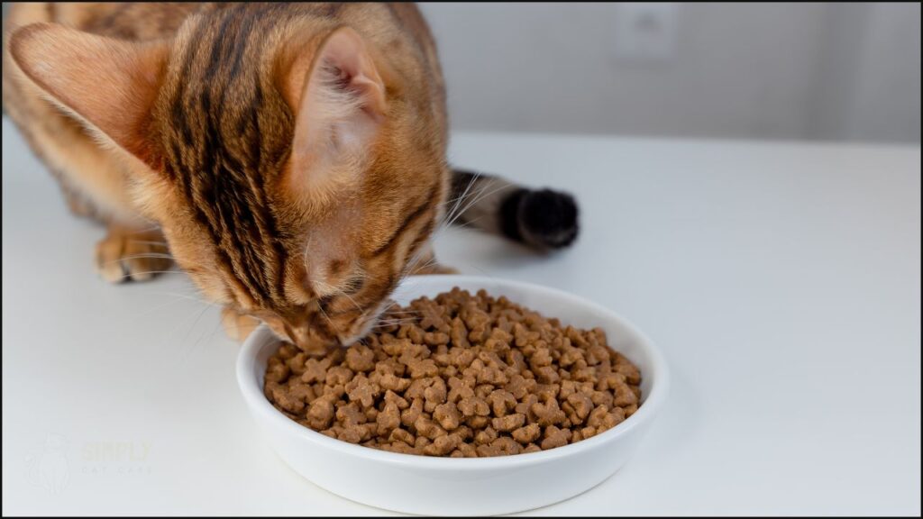 A cat eating dry cat food