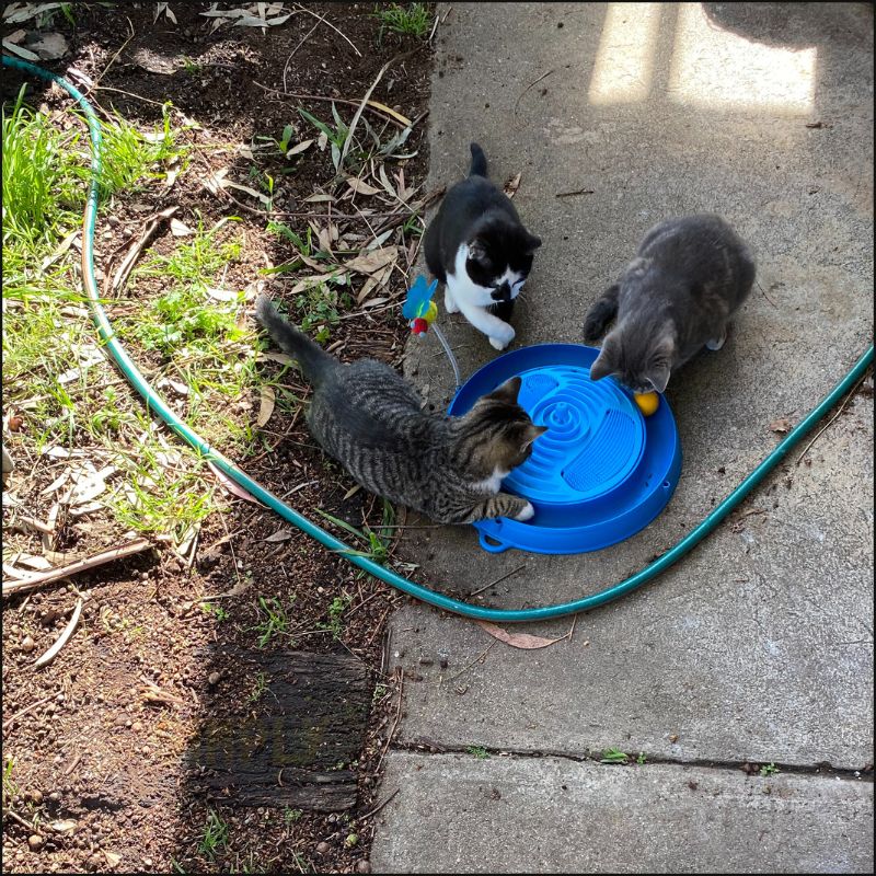 Kittens playing with the Catit play massager toy