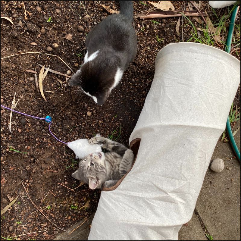 Using the All For Paws cat tunnel