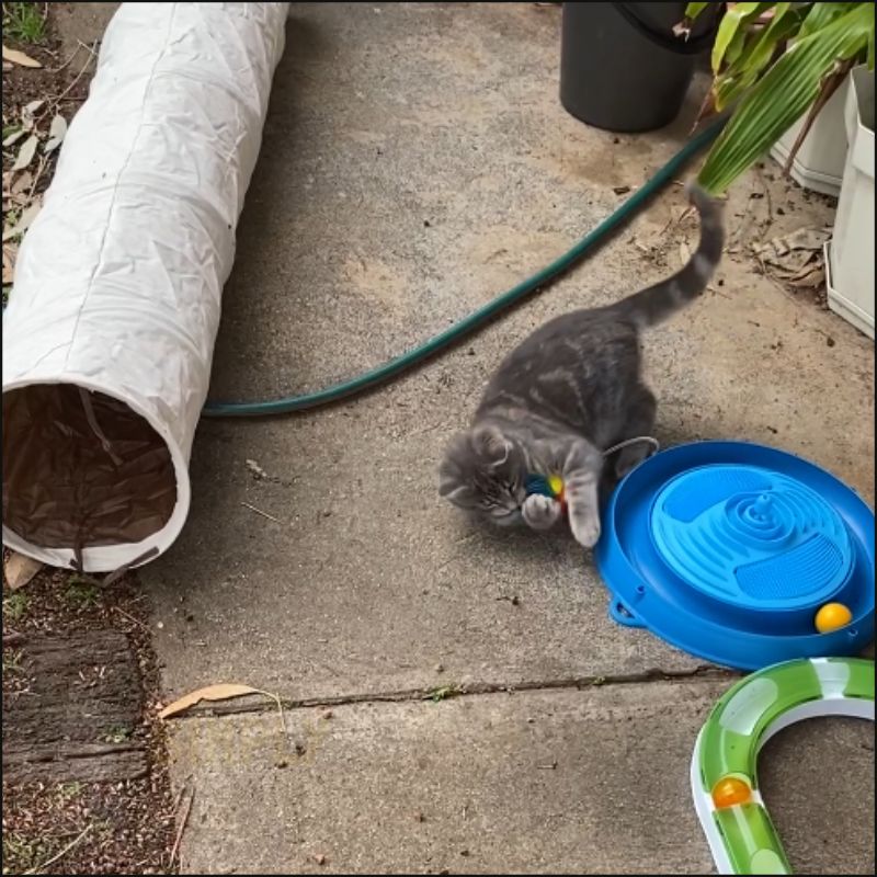 A kitten playing with the Catit Play Massager toy