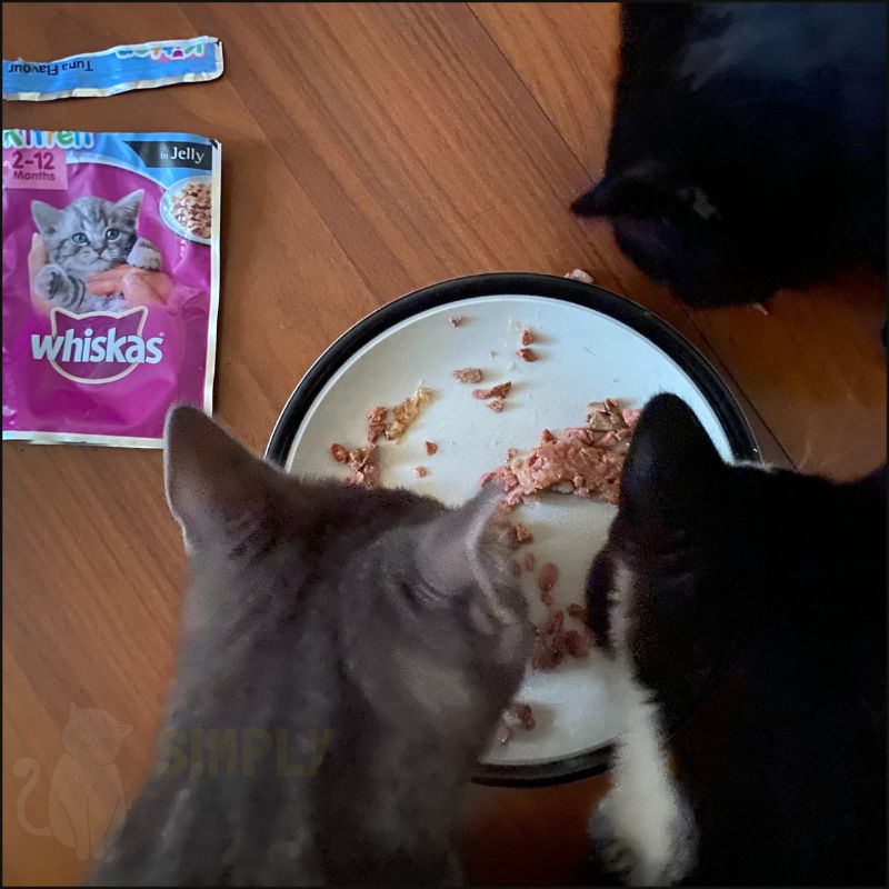 Our kittens trying Whiskas kitten in Jelly