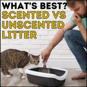 Scented vs Unscented Cat Litter: What's Best?