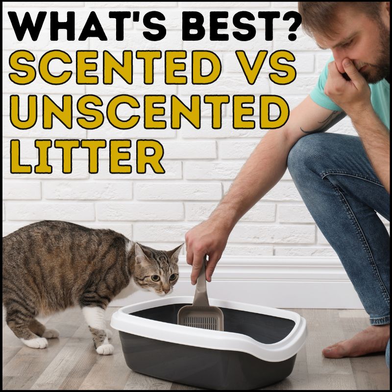 Scented vs Unscented Cat Litter: Which Is Better?