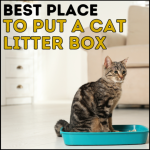 What is the best place for a cat litter box?