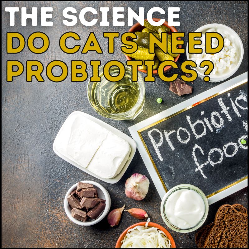 Do Cats Need Probiotics? Here’s What the Science Says