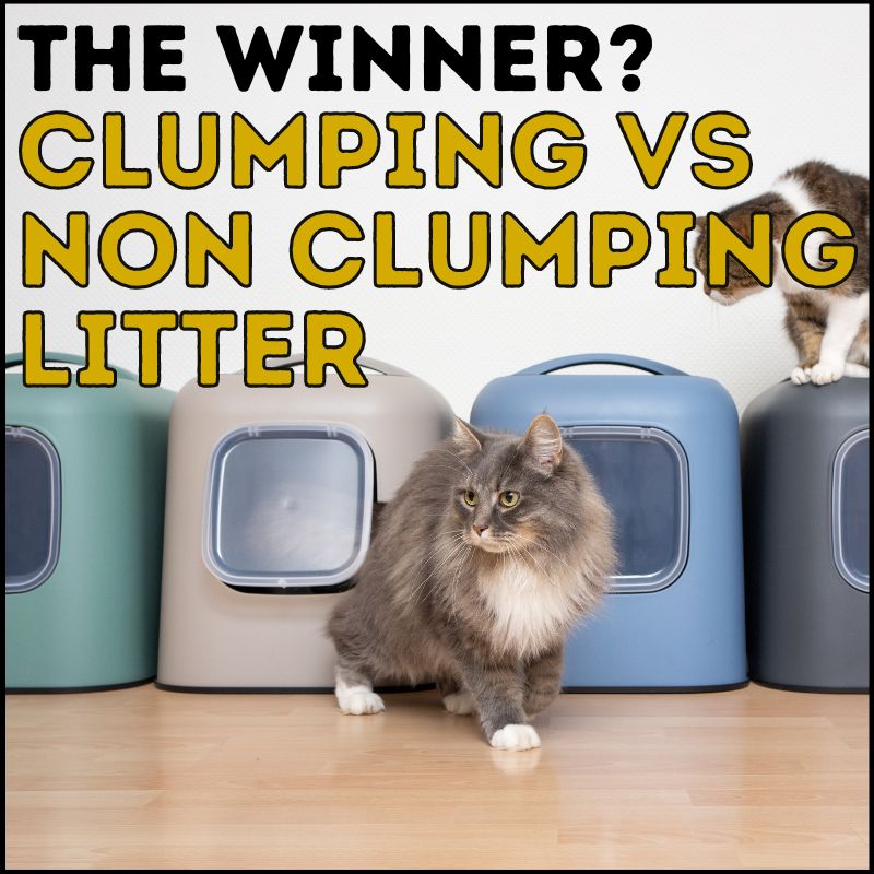 Clumping vs Non-Clumping Litter: The Winner Is?