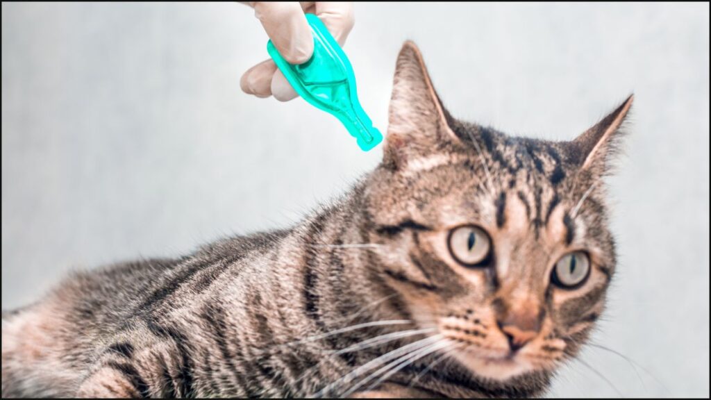 Deworming a cat