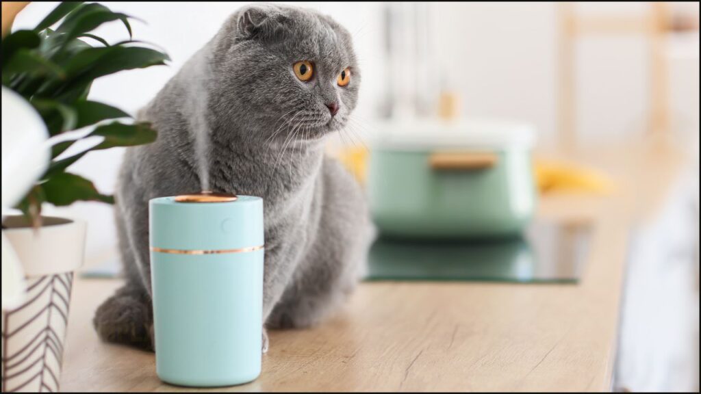 Essential oil diffuser around a cat