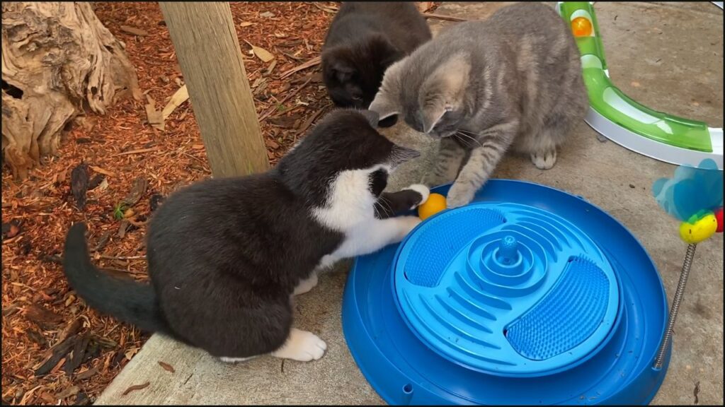 Our kittens giving the Catit play massager toy a try