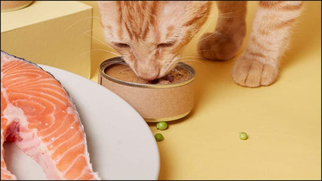 A cat eating salmon