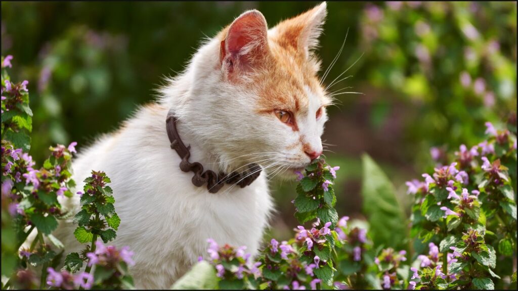 A cat smelling a flower