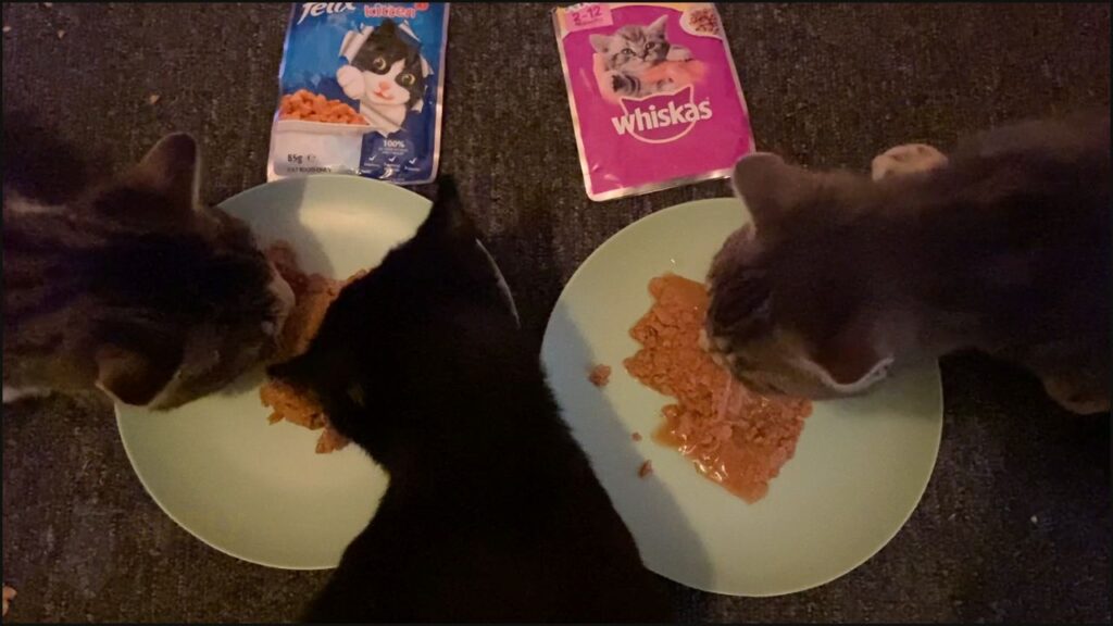 Our kittens comparing Whiskas to Felix wet cat food