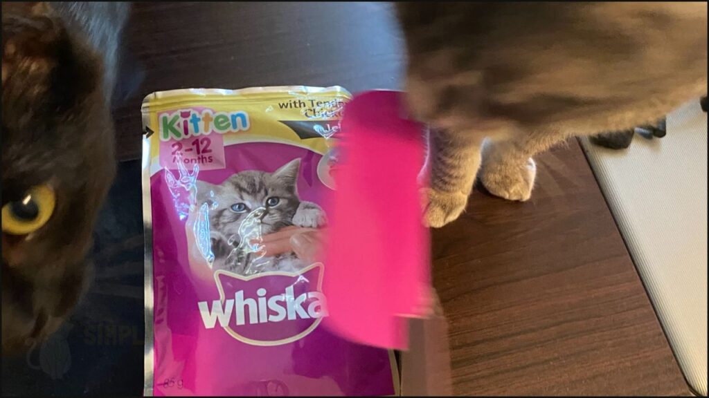 Our kittens checking out Whiskas wet cat food