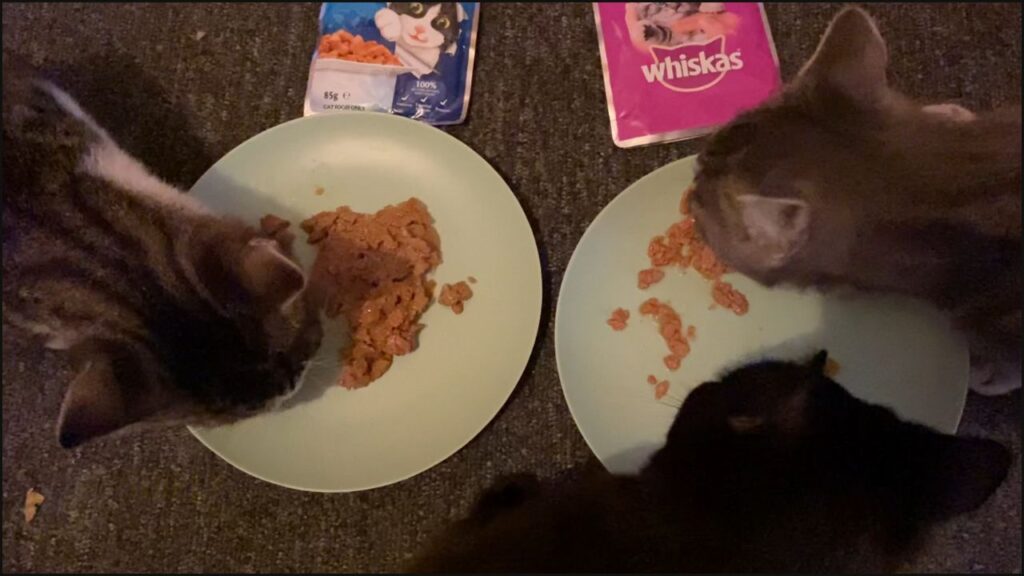 Our kittens comparing Whiskas to Felix wet cat food