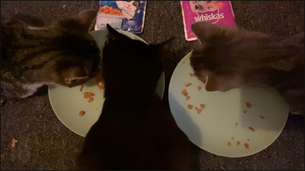 Whiskas wet kitten food test