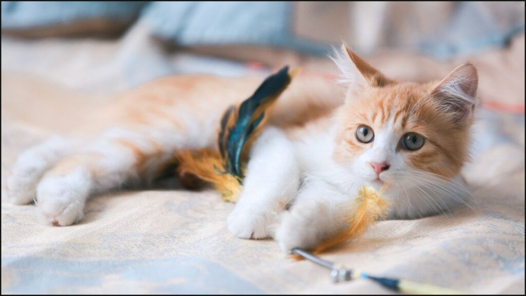 A cat with a wand toy