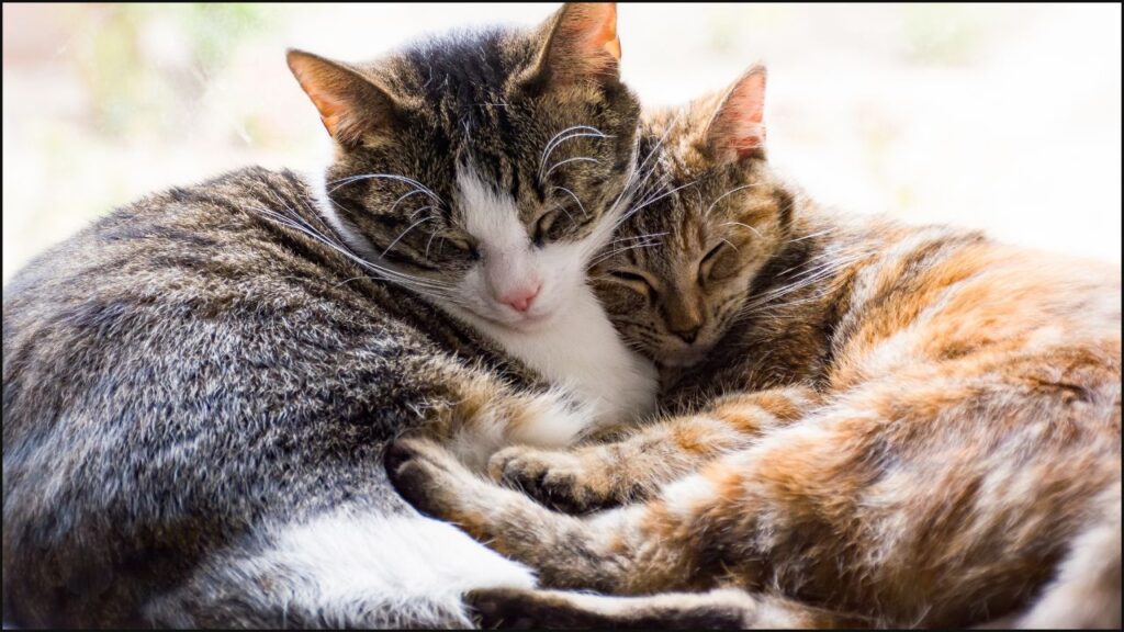 Two cats laying down