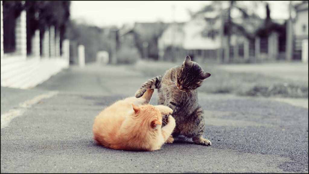 Two cats on a road