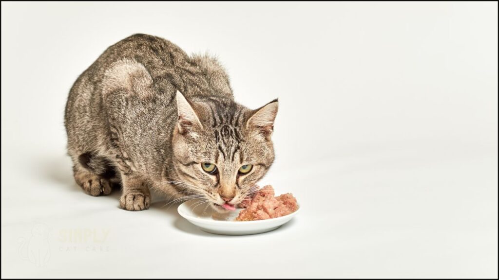 A cat eating out of a wide ceramic plate