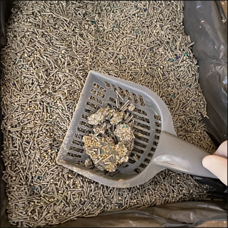 A picture showing the clumping ability from Petkit 5 in 1 mixed cat litter (C) Simply Cat Care
