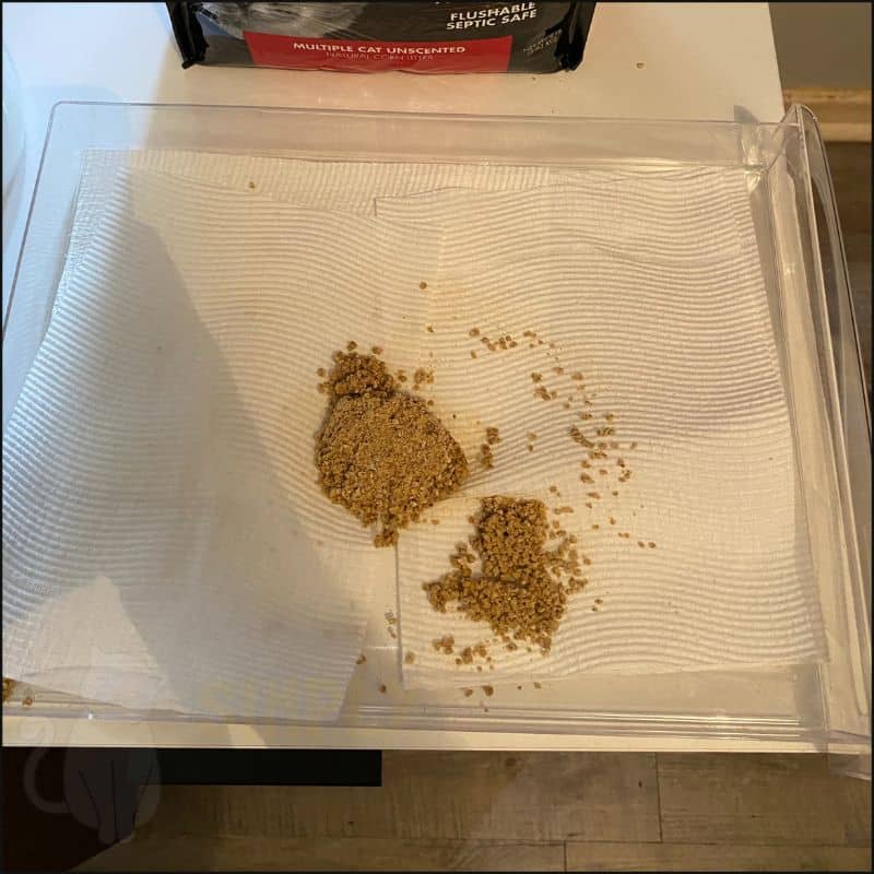 A picture showing how well World's Best cat litter clumps moisture and absorbs it (C) Simply Cat Care
