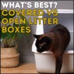Covered Vs Open Litter Boxes: What Do Cats Like Best?