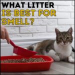 What Cat Litter is Best for Smell?