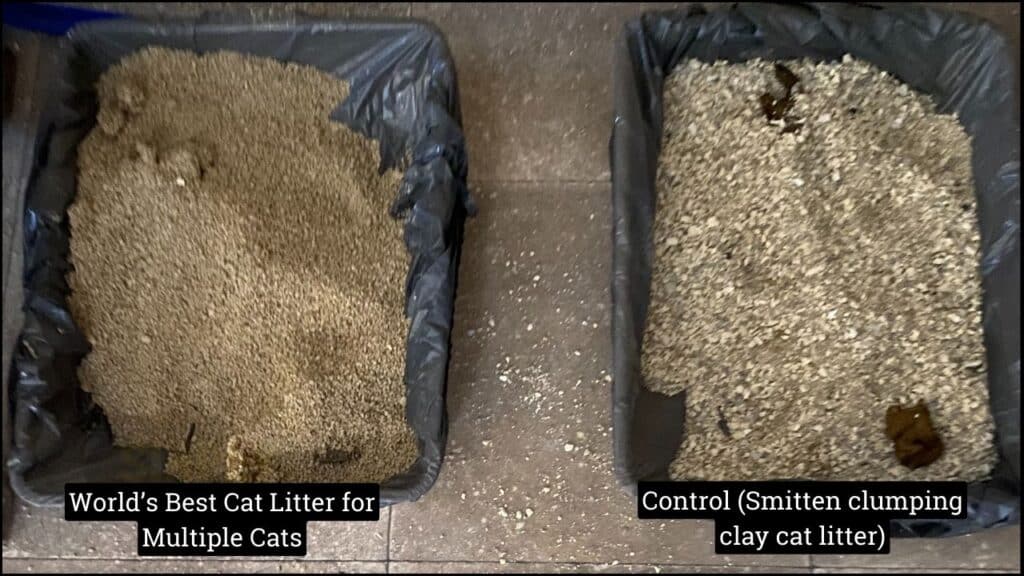A comparison of litter tray usage between World's Best Cat Litter for Multiple Cats and control litter (day 1) (C) Simply Cat Care
