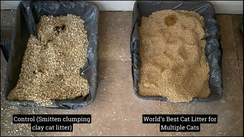 A comparison of litter tray usage between control and World's Best Cat Litter for Multiple Cats (day 2) (C) Simply Cat Care