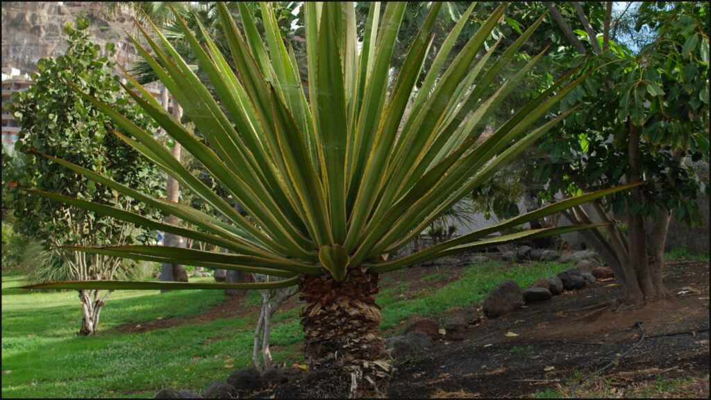 The herb Yucca schidigera