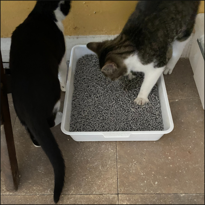Our kittens using Breeder's Choice cat litter (C) Simply Cat Care