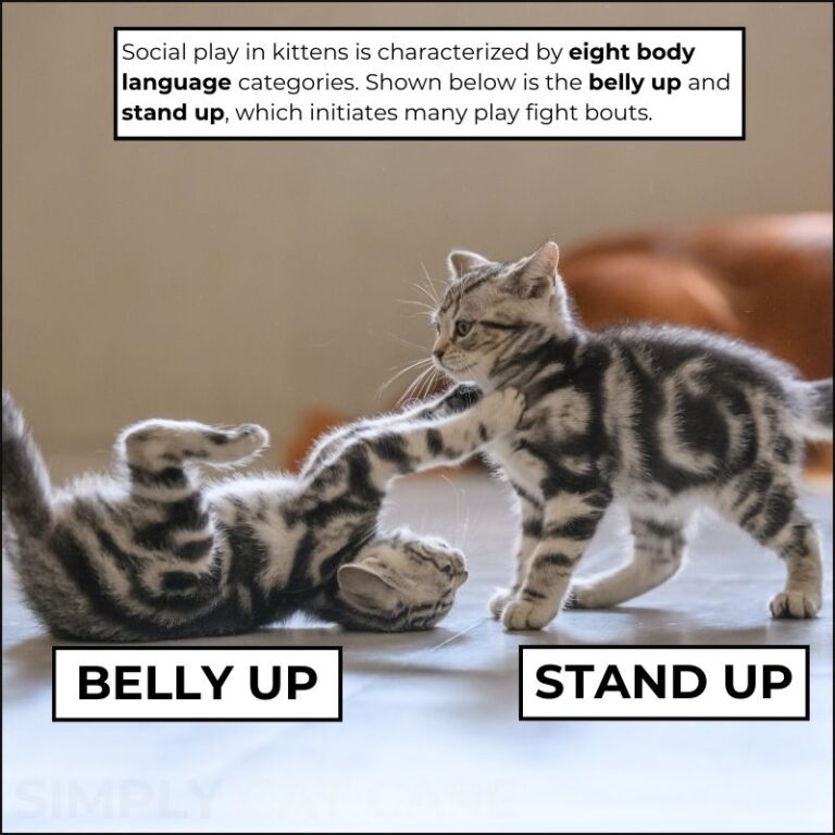 Why Do Cats Play Fight? Here's The Truth