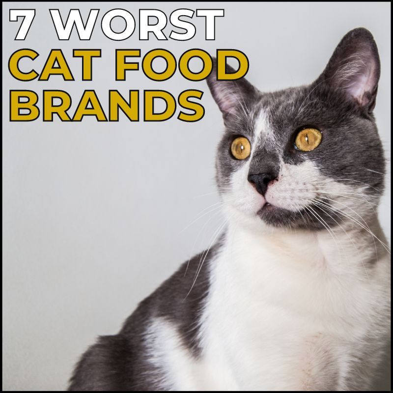 7 Worst Cat Food Brands Ranked In 2023